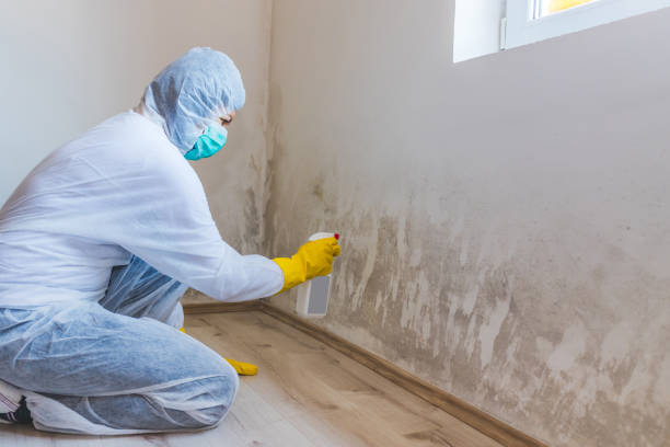 Licensed Black Mold Remediation service in Ramsey, NJ - 24 Hour Mold Removal
