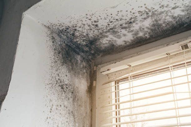 Affordable Black Mold Remediation solutions in Ramsey, NJ