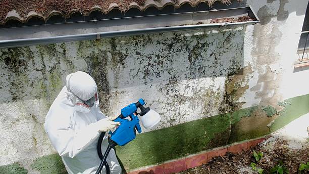 Top rated local Black Mold Remediation specialists in Ramsey, NJ